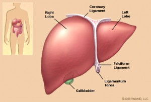 liver